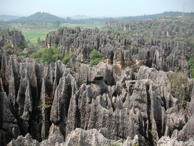 Stone Forrest