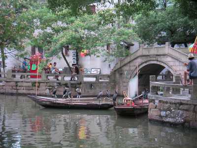 Vis Aalscholvers Tongli