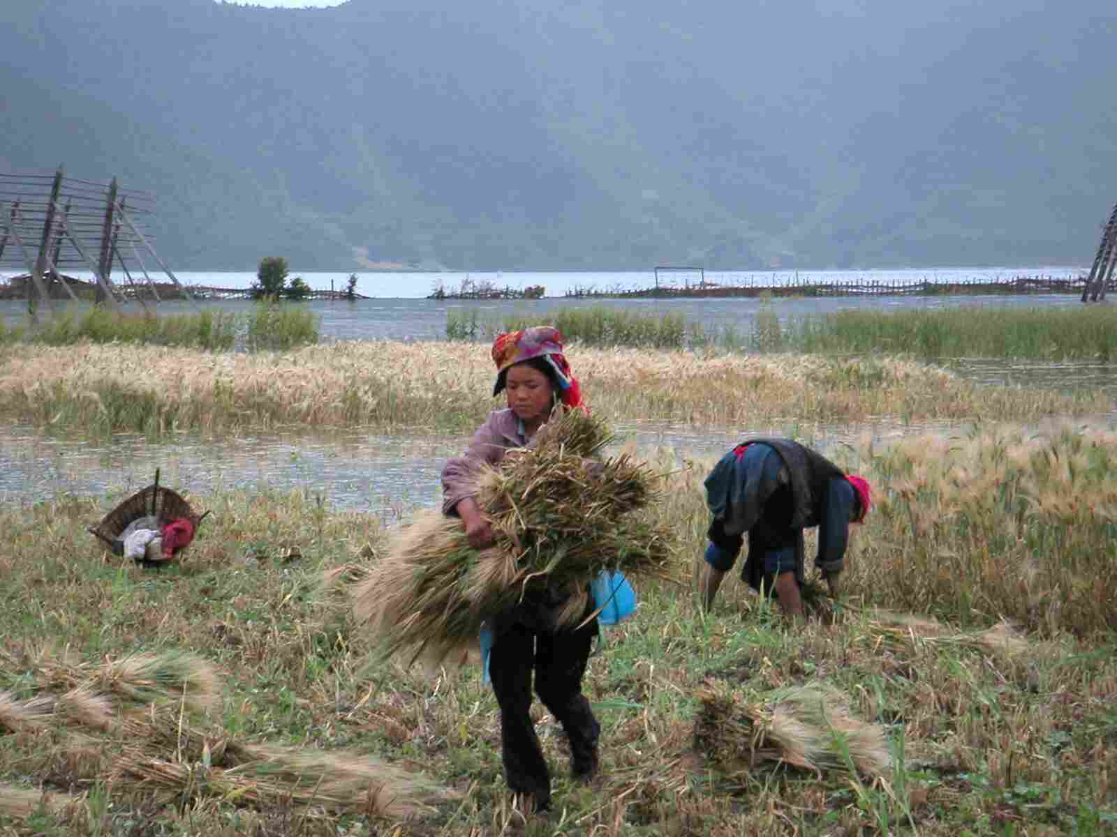 Oogstende Tibetanen nabij Zhongdian - China