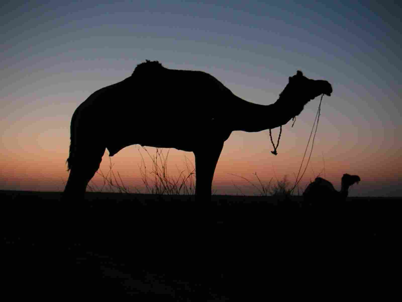 Jaisalmer- India - camelsafari in Thar woestijn