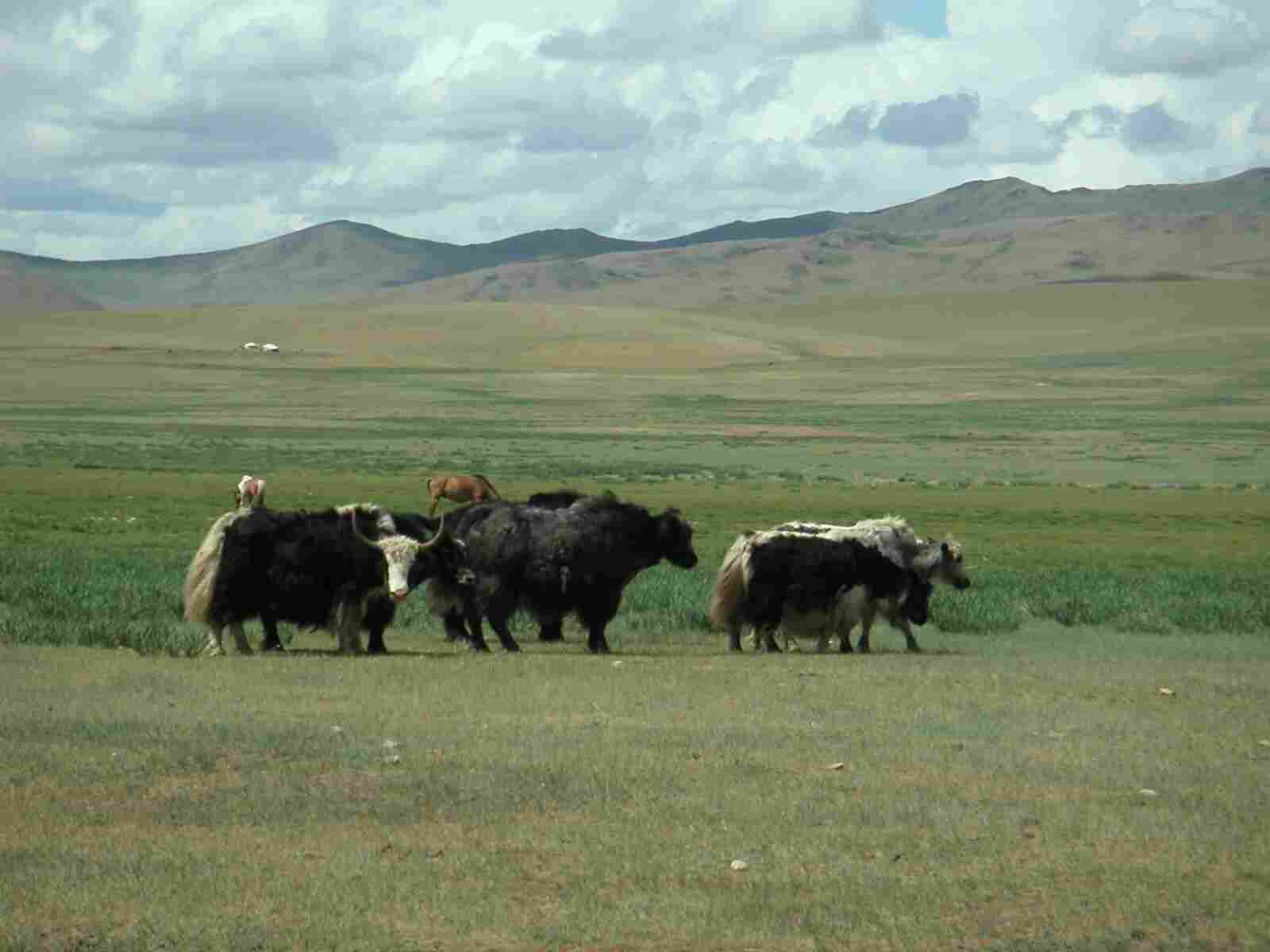 Yaks in gobi desert - Mongolie - Trans